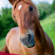minerals in horse nutrition